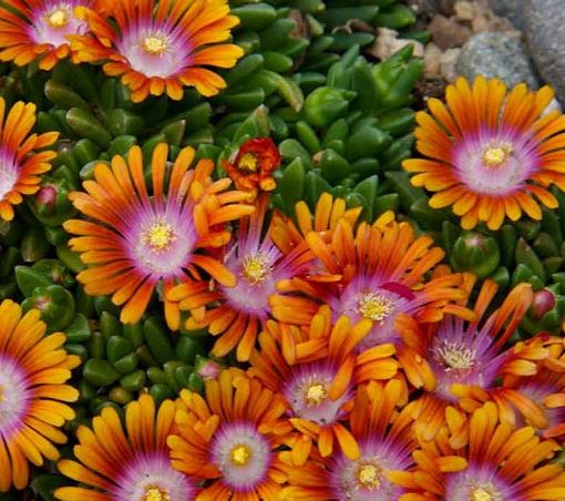Delosperma, Ice Plant Fire Spinner