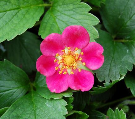 Fragaria, Ornamental Strawberry Lipstick