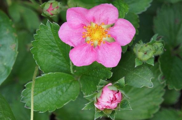 Fragaria, Strawberry Pink Panda