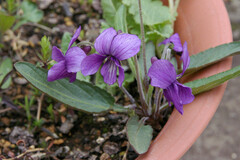 Viola, Manchurian Violet, Sumire 'Fuji Dawn'