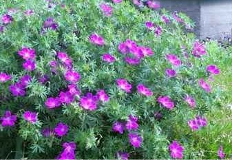 Geranium Species, Bloody Cranesbill, Hardy Geranium
