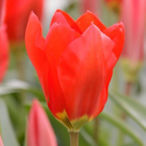 Fosteriana Tulip Red Emperor