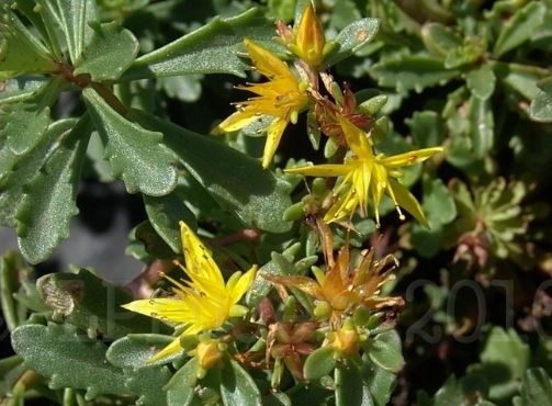 Sedum Species, Kamschatca Stonecrop, Russian Stonecrop