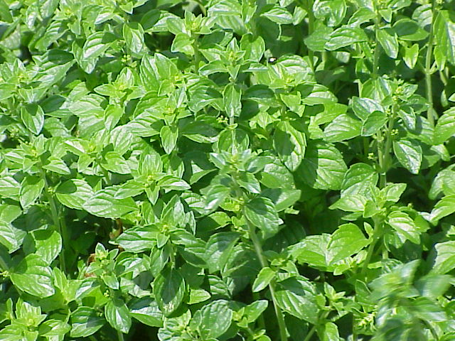 Clinopodium Species, Lesser Calamint