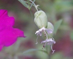 Silene Species, Bladder Campion, Maidenstears