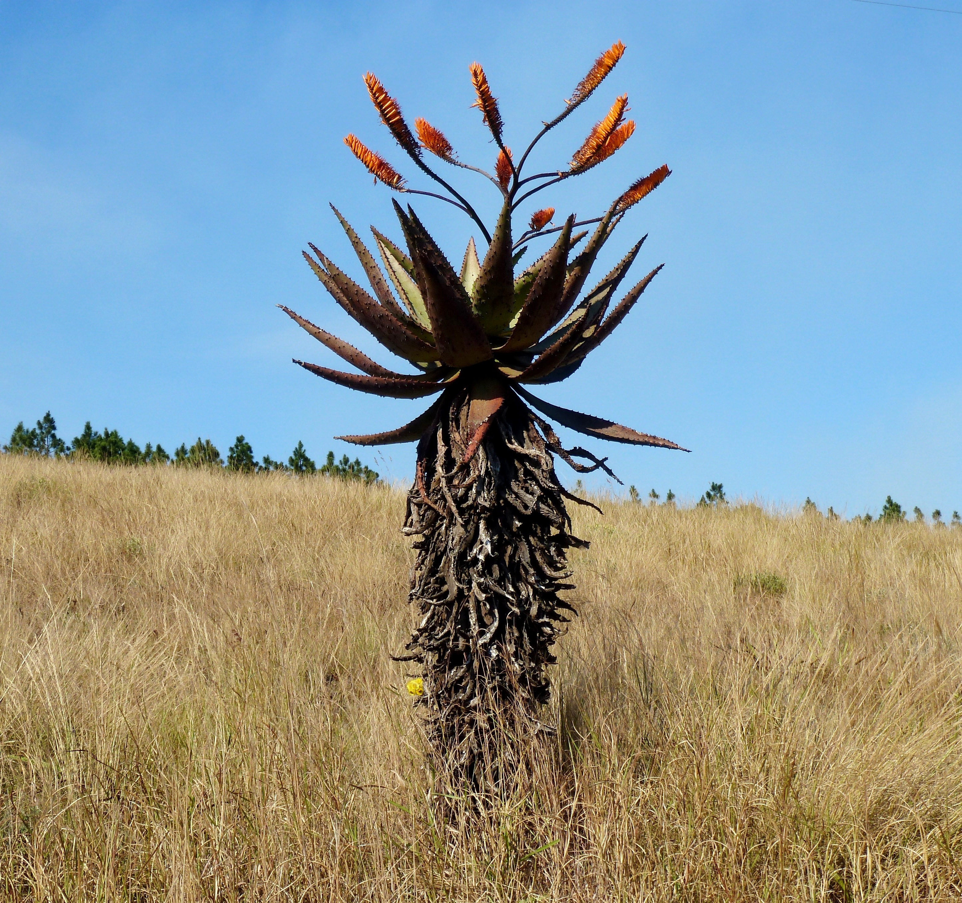 Aloe Species, Flat-flowered Aloe, Mountain Aloe