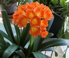 Clivia, Bush Lily, Fire Lily, Natal Lily, Kaffir Lily, September Lily 'French Hybrid'