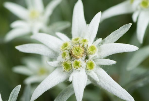 Leontopodium Species, Edelweiss