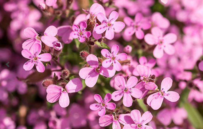 Saponaria Species, Rock Soapwort