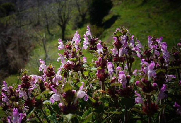 Lamium Species