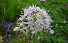 Allium Species, Corkscrew Onion, Curly Chives, German Garlic, Spiral Onion