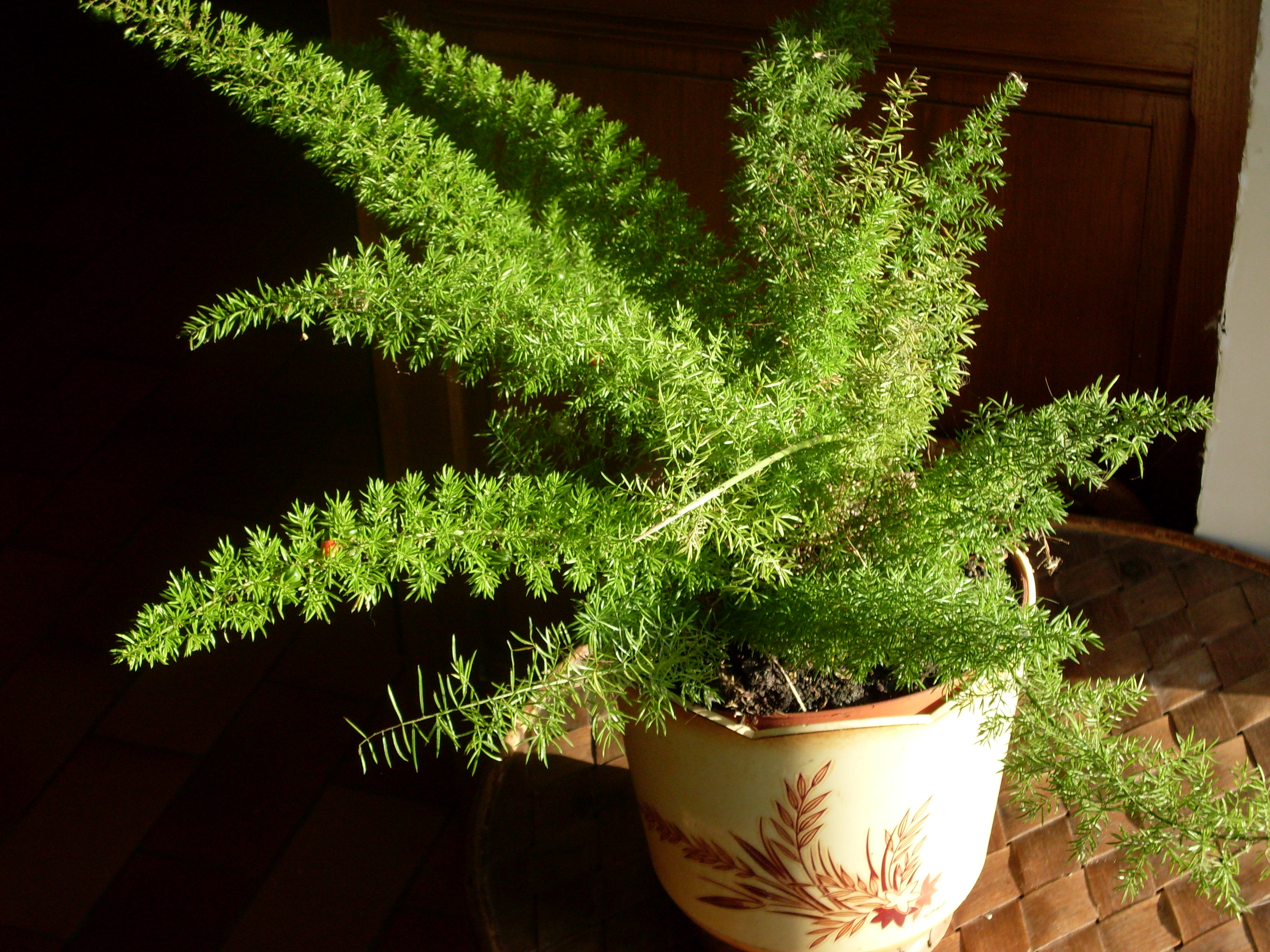 Asparagus, Foxtail Fern Myersii