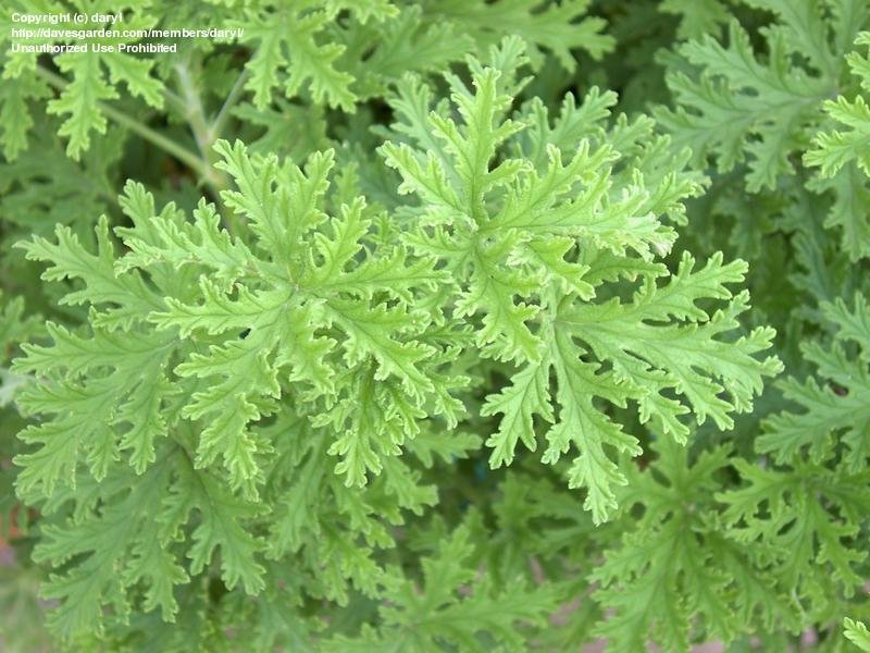 Citrosa Geranium, Mosquito Plant, Deodorizer Plant, Citronella Plant