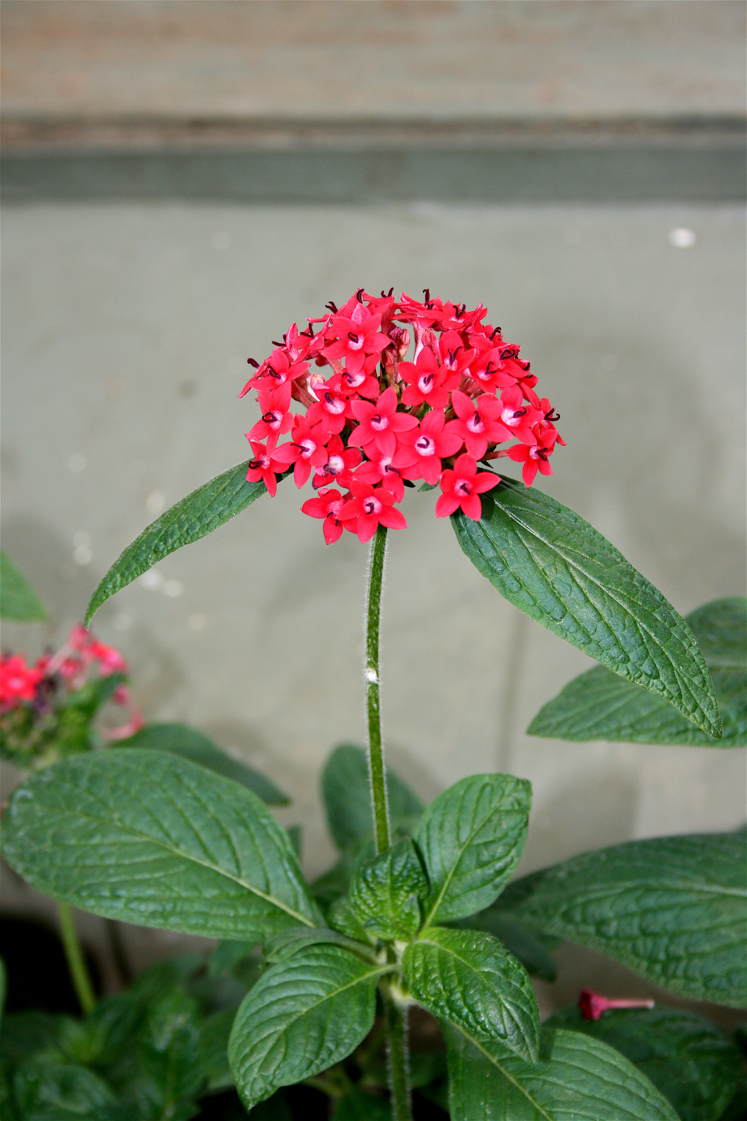 Pentas, Egyptian Star Cluster, Star Flower Mixed Hybrids, Noids