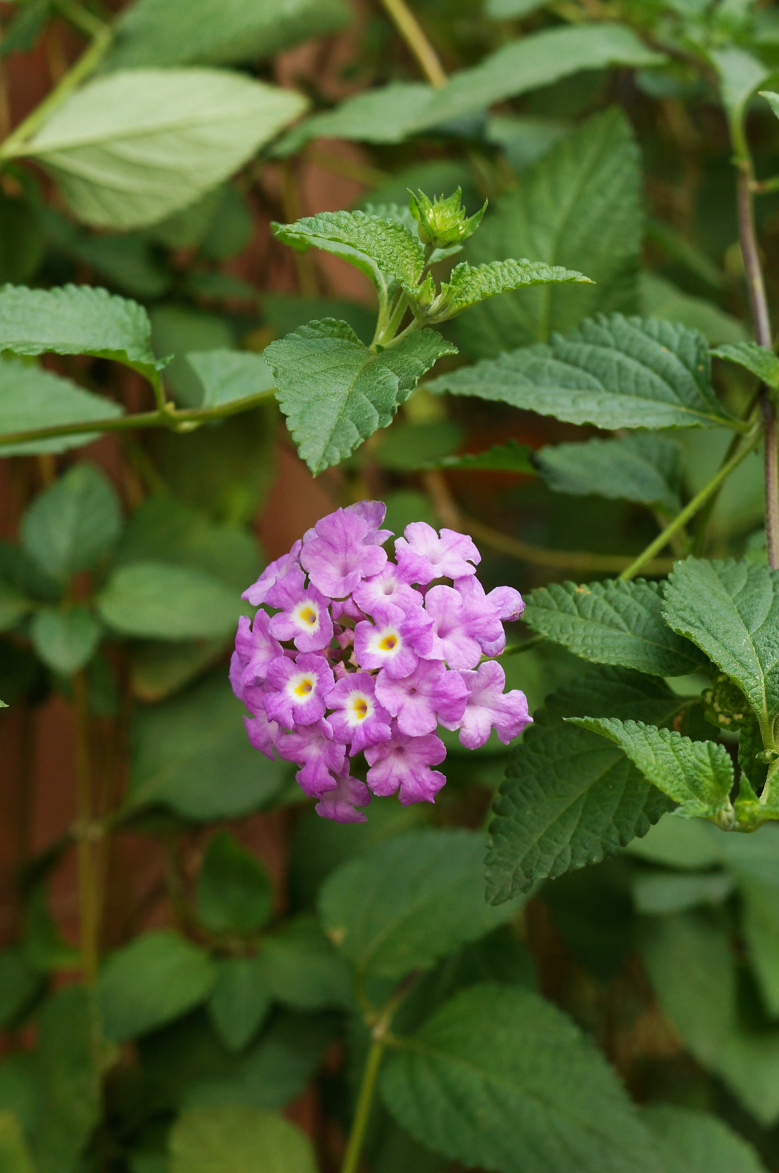 Lantana, Trailing Lantana, Weeping Lantana Trailing Lavender