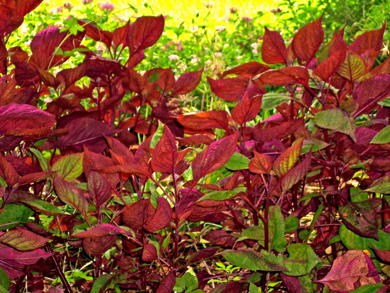 Perilla, Beefsteak Plant Magilla