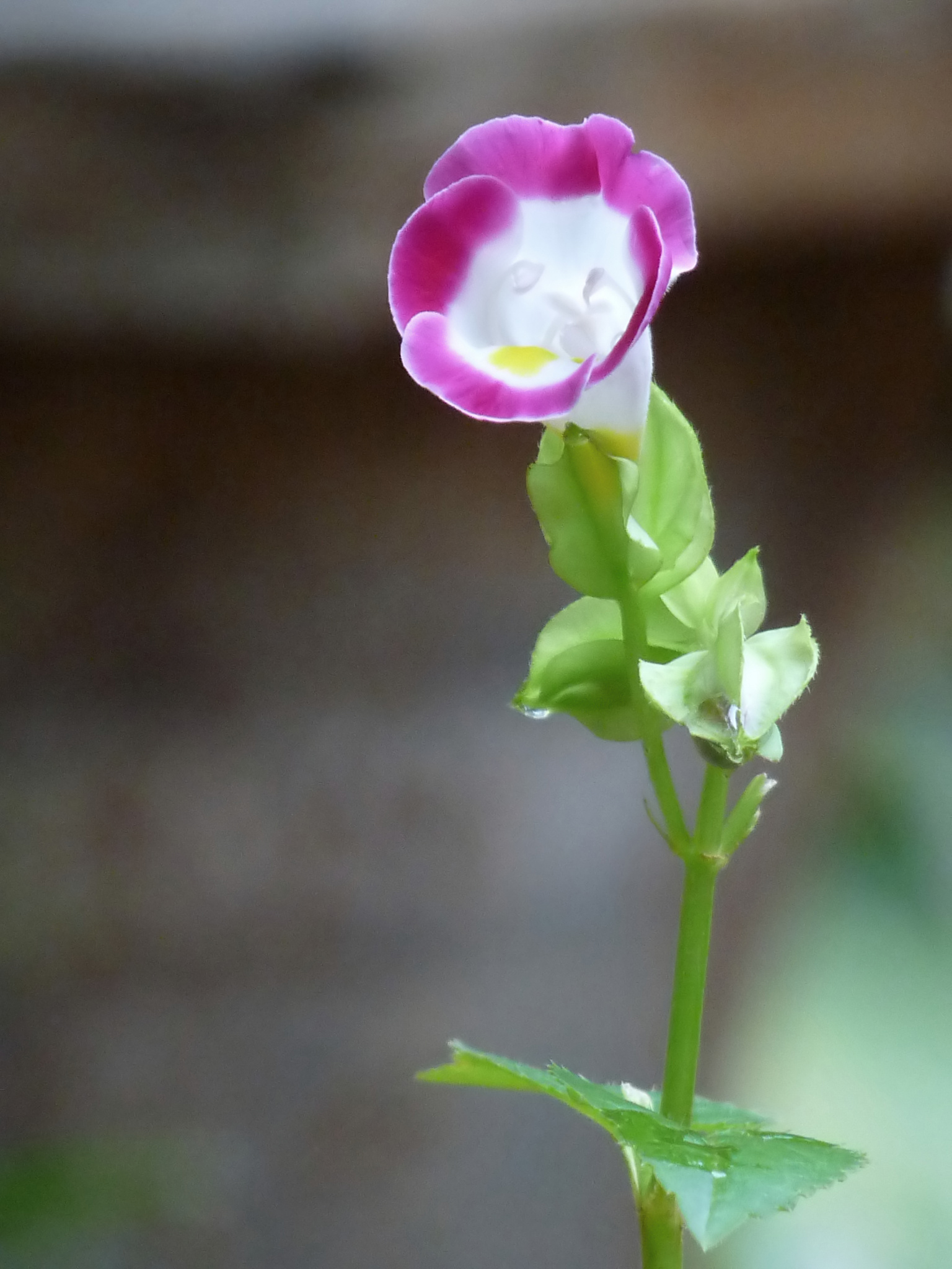 Torenia, Wishbone Flower, Bluewings