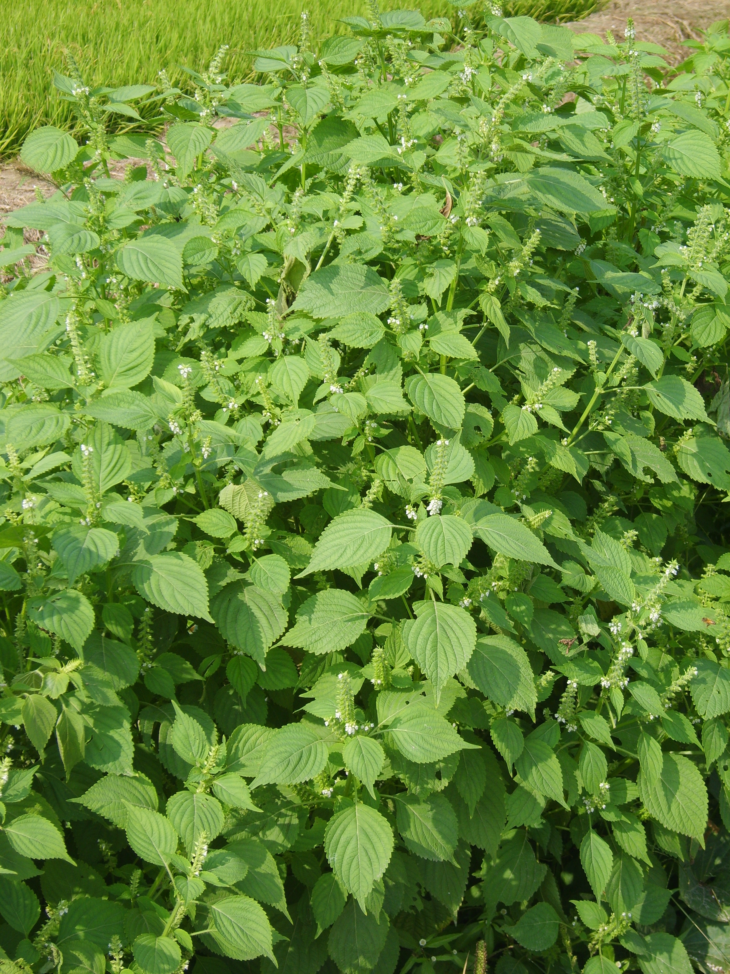 Beefsteak Plant