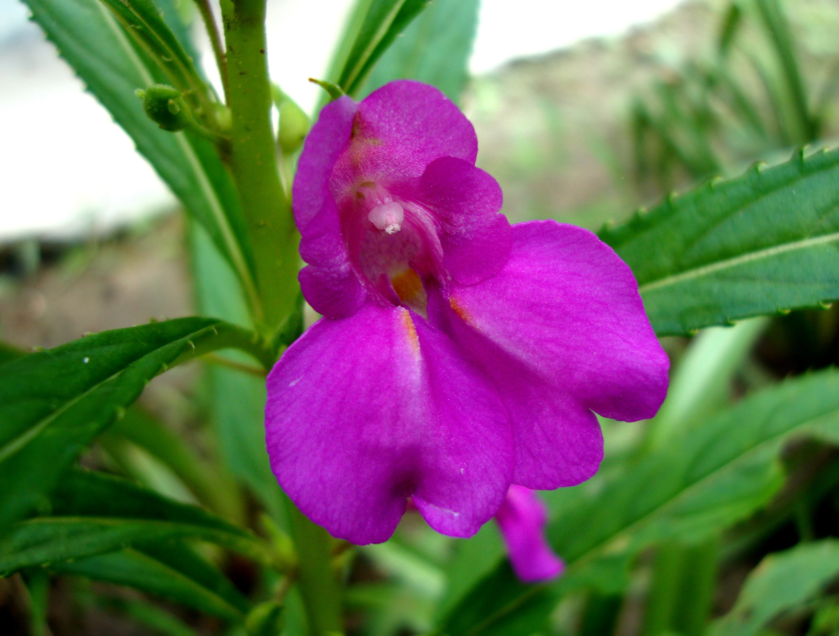 Impatiens Species, Balsam, Touch-Me-Not, Rose Balsam, Spotted Snapweed