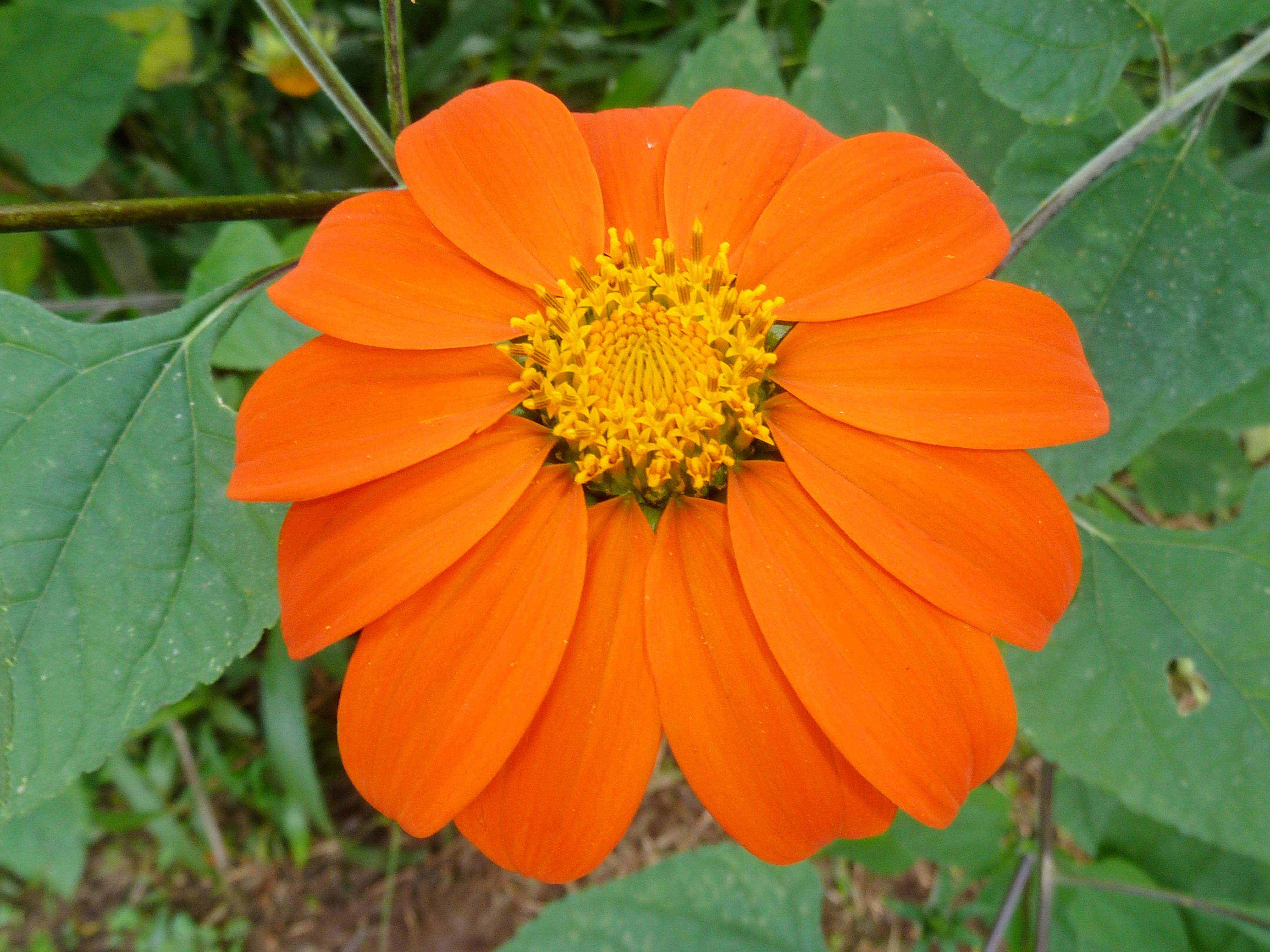 Tithonia, Mexican Sunflower Torch