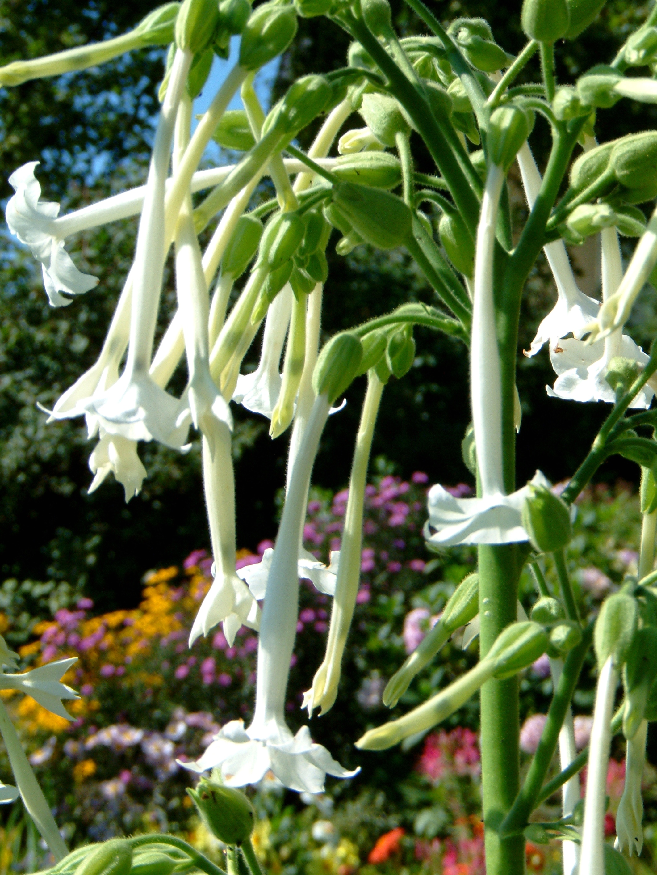 Nicotiana Species, Woodland Tobacco, Flowering Tobacco, South American Tobacco