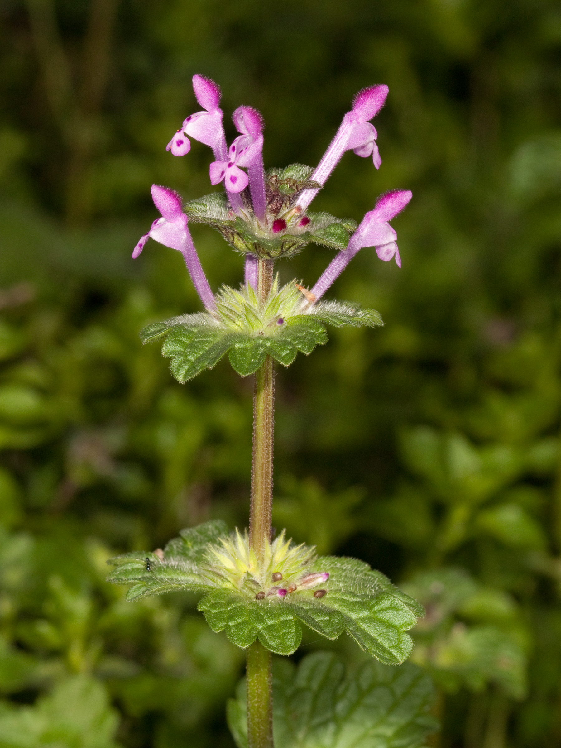 Lamium Species, Deadnettle, Giraffe Head, Greater Henbit