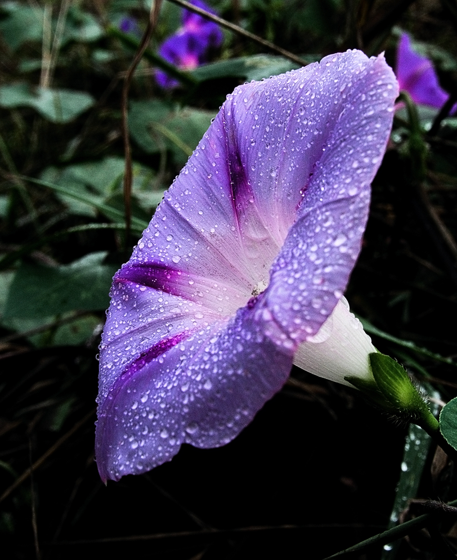 Morning-Glory Grandpa Otts