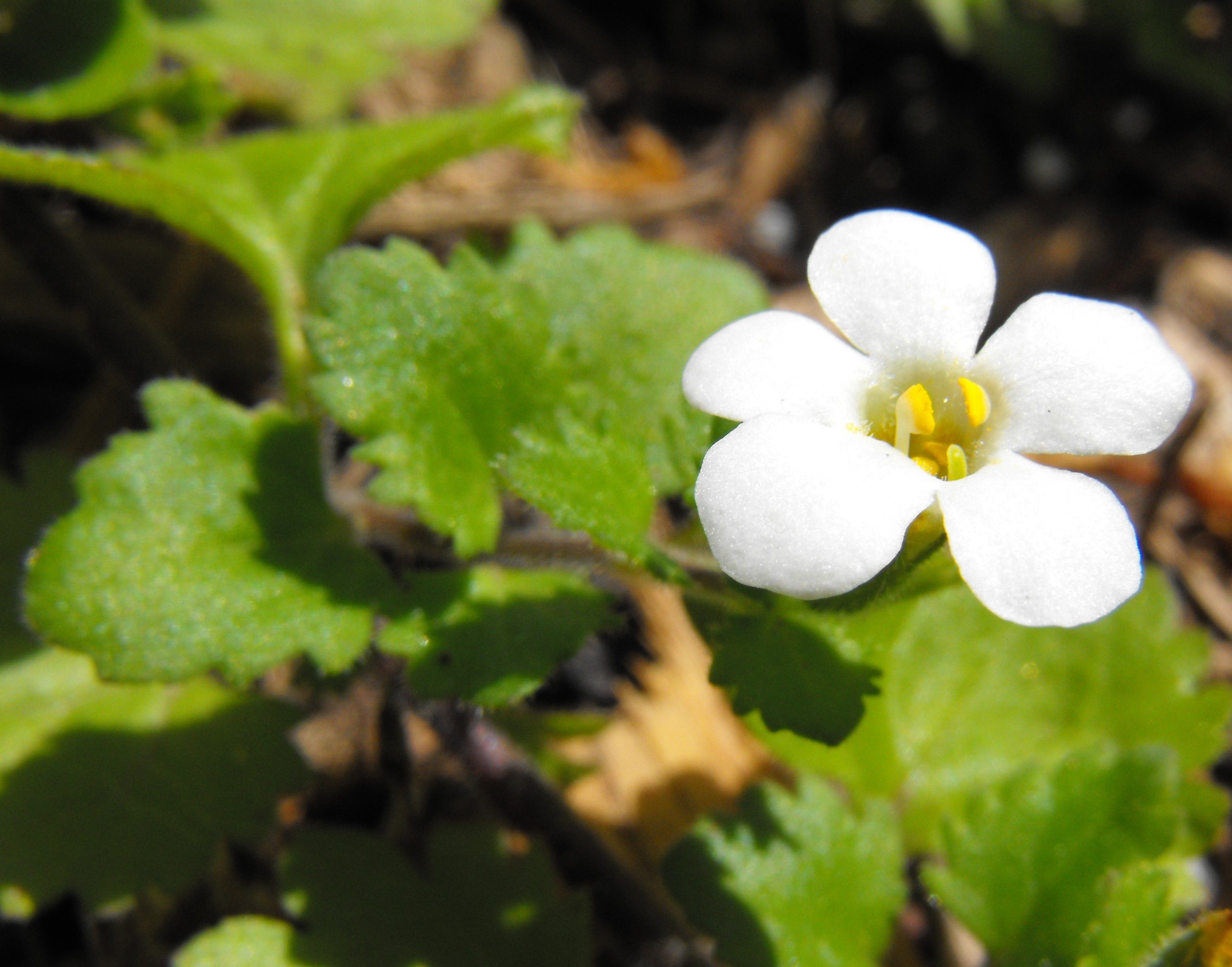 Sutera Species, Bacopa