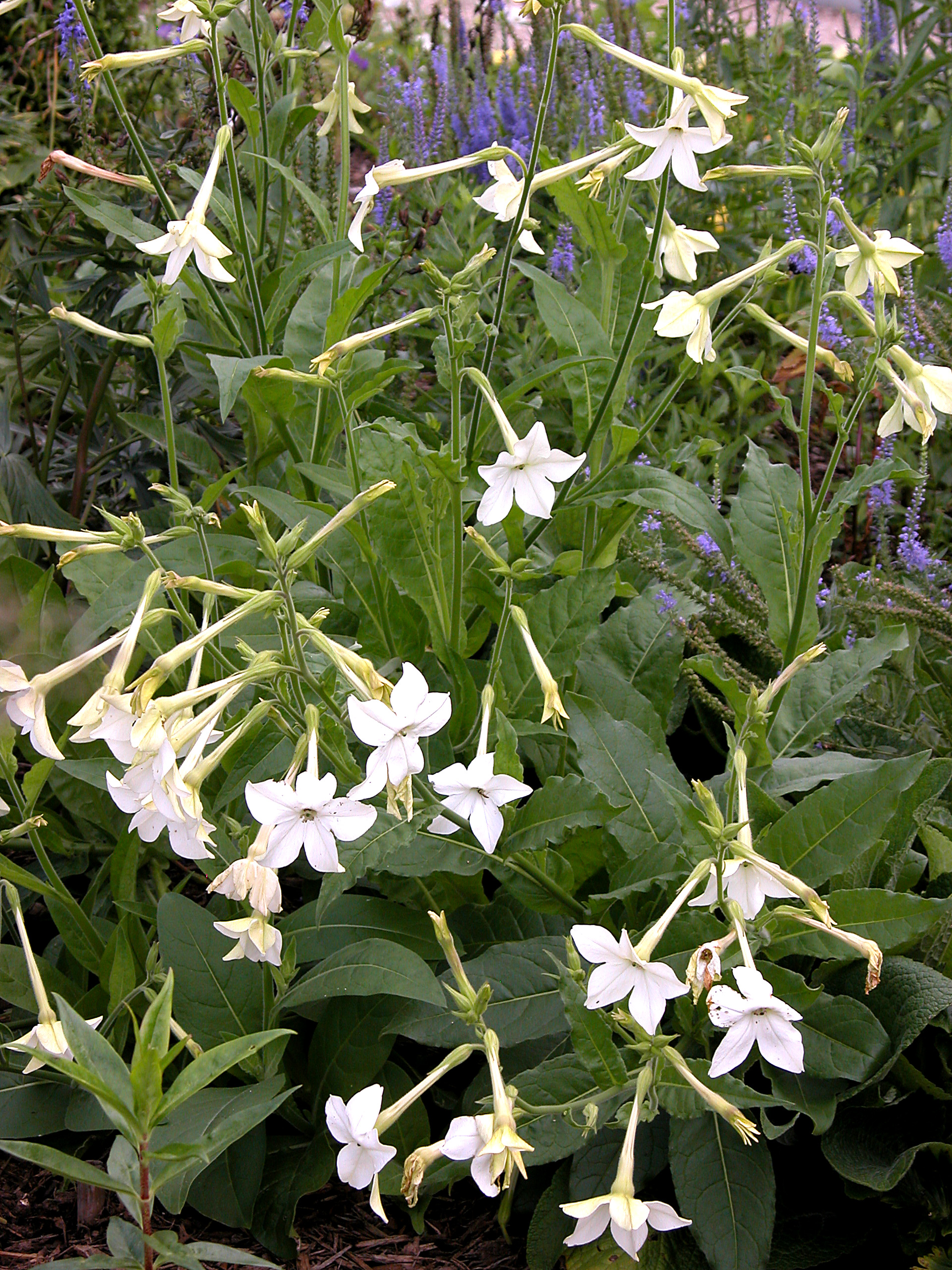 Nicotiana Species, Flowering Tobacco, Jasmine Tobacco, Ornamental Tobacco