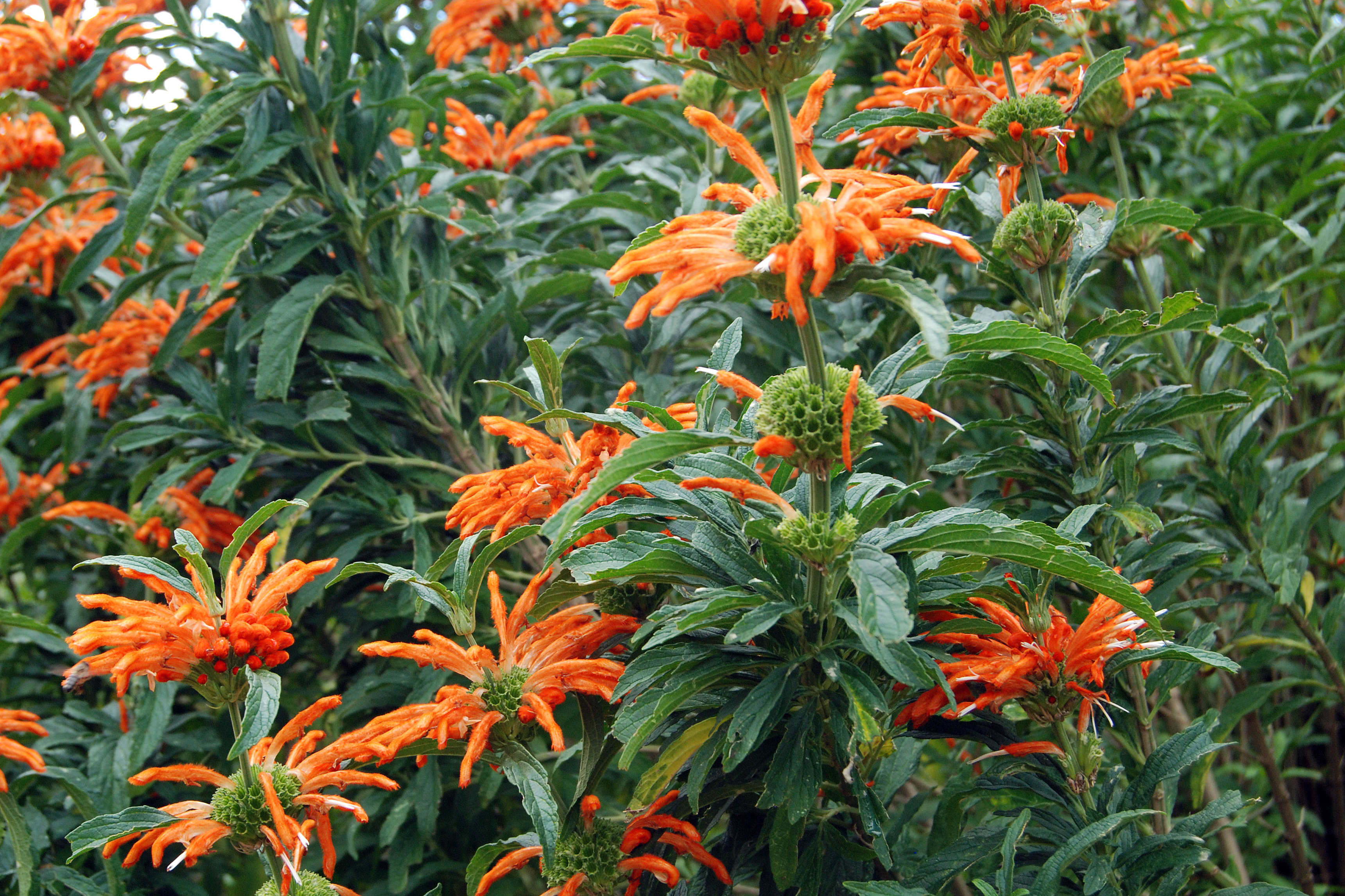 Leonotis Species, Dwarf Lions Ear, Lions Tail