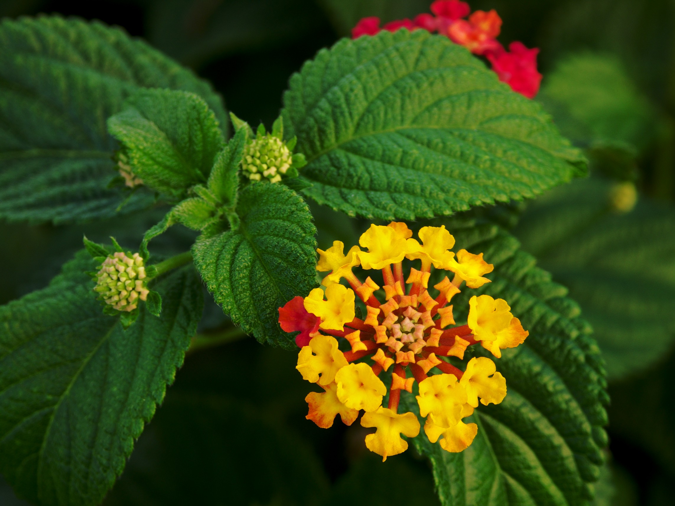 Lantana Dallas Red