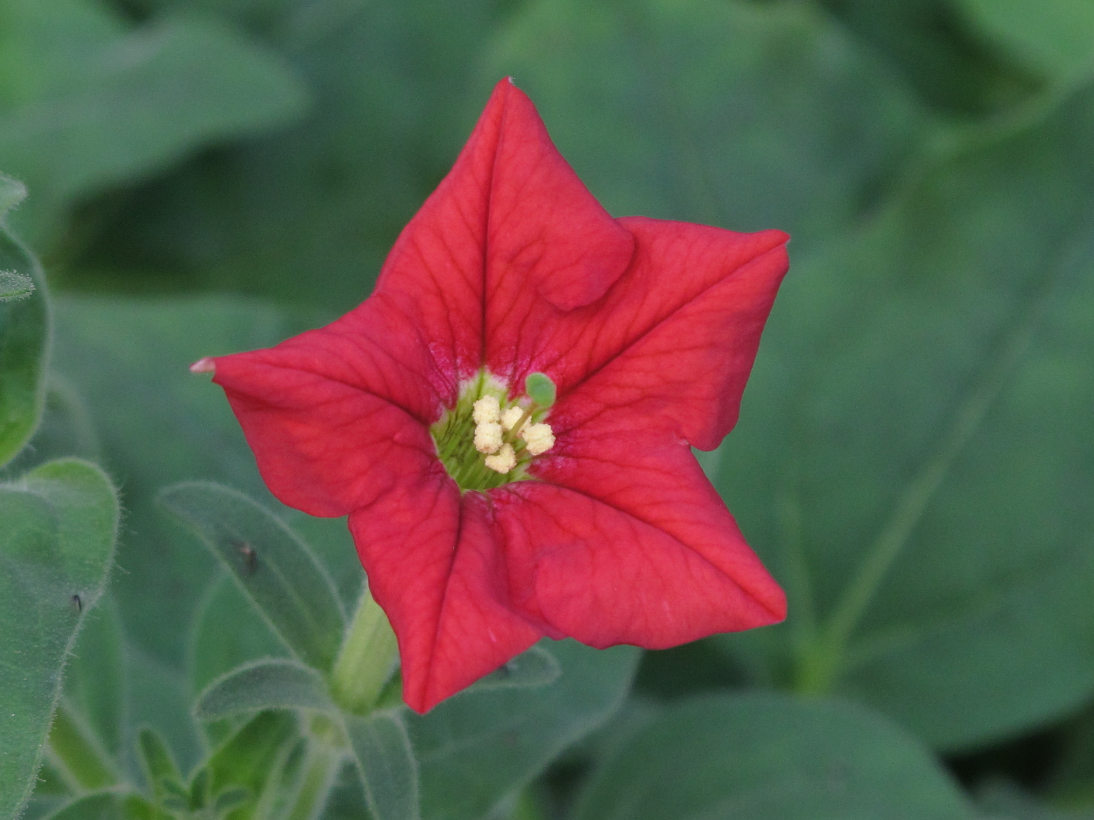 Petunia, Supertunia Petunia Supertunia Pretty Much Picasso