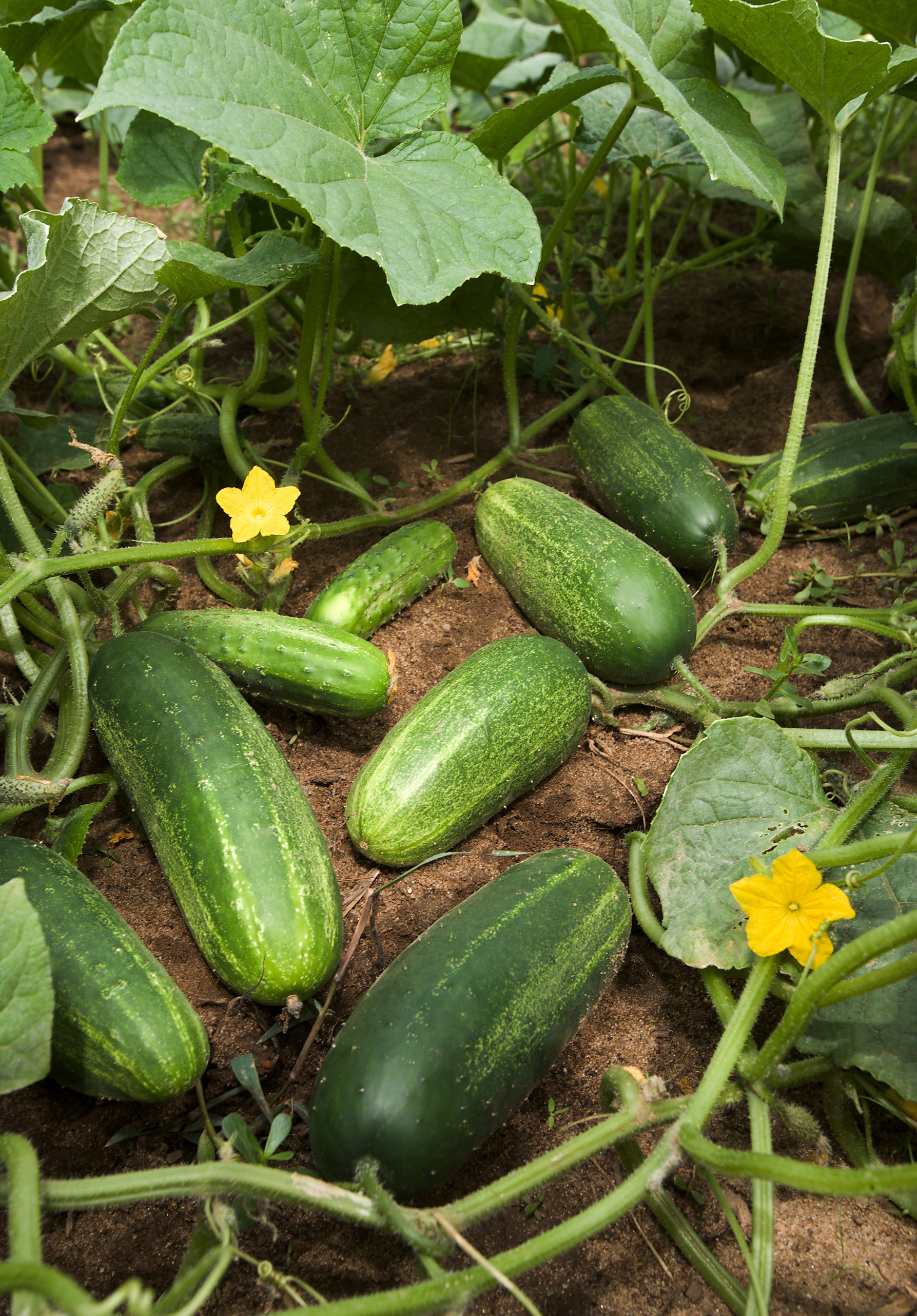 Cucumis, Cucumber Lemon