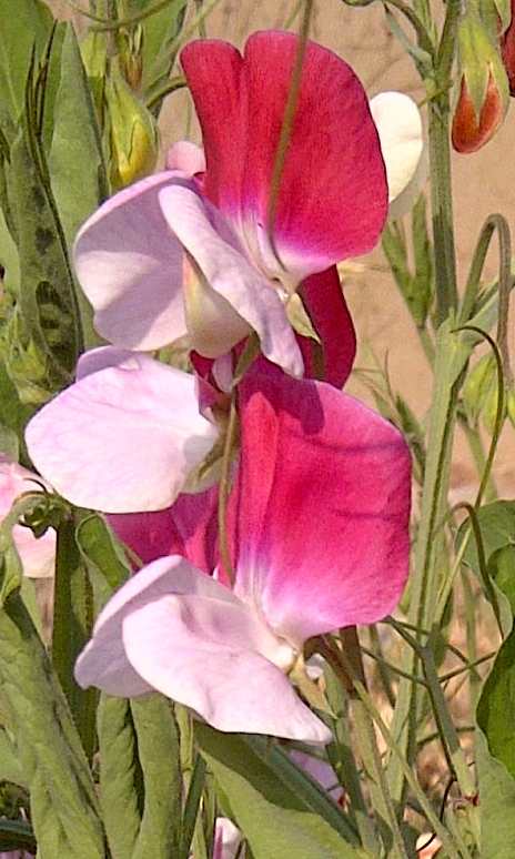 Lathyrus Species, Sweet Pea