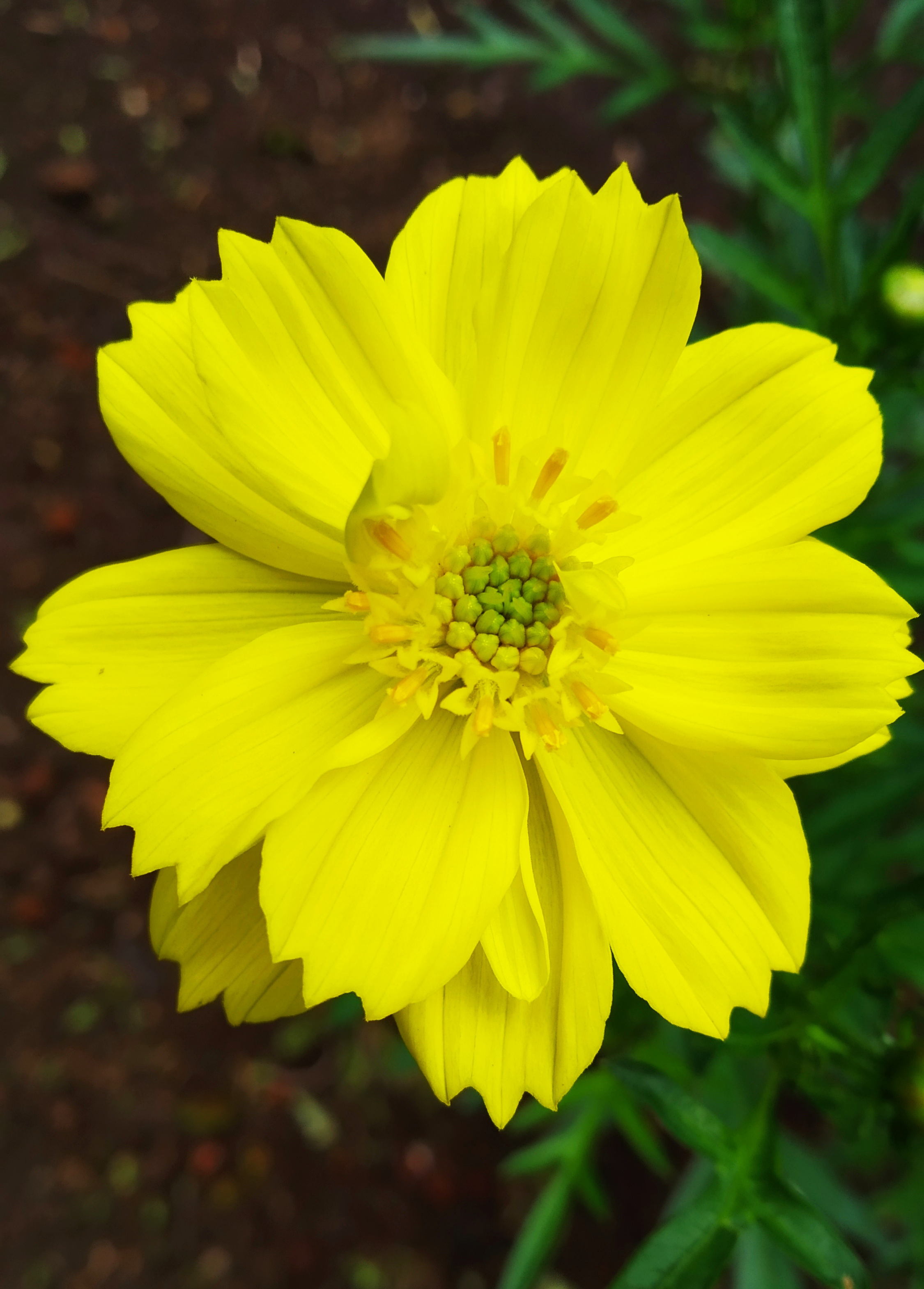Cosmos Species, Klondike Cosmos, Orange Cosmos, Sulphur Cosmos