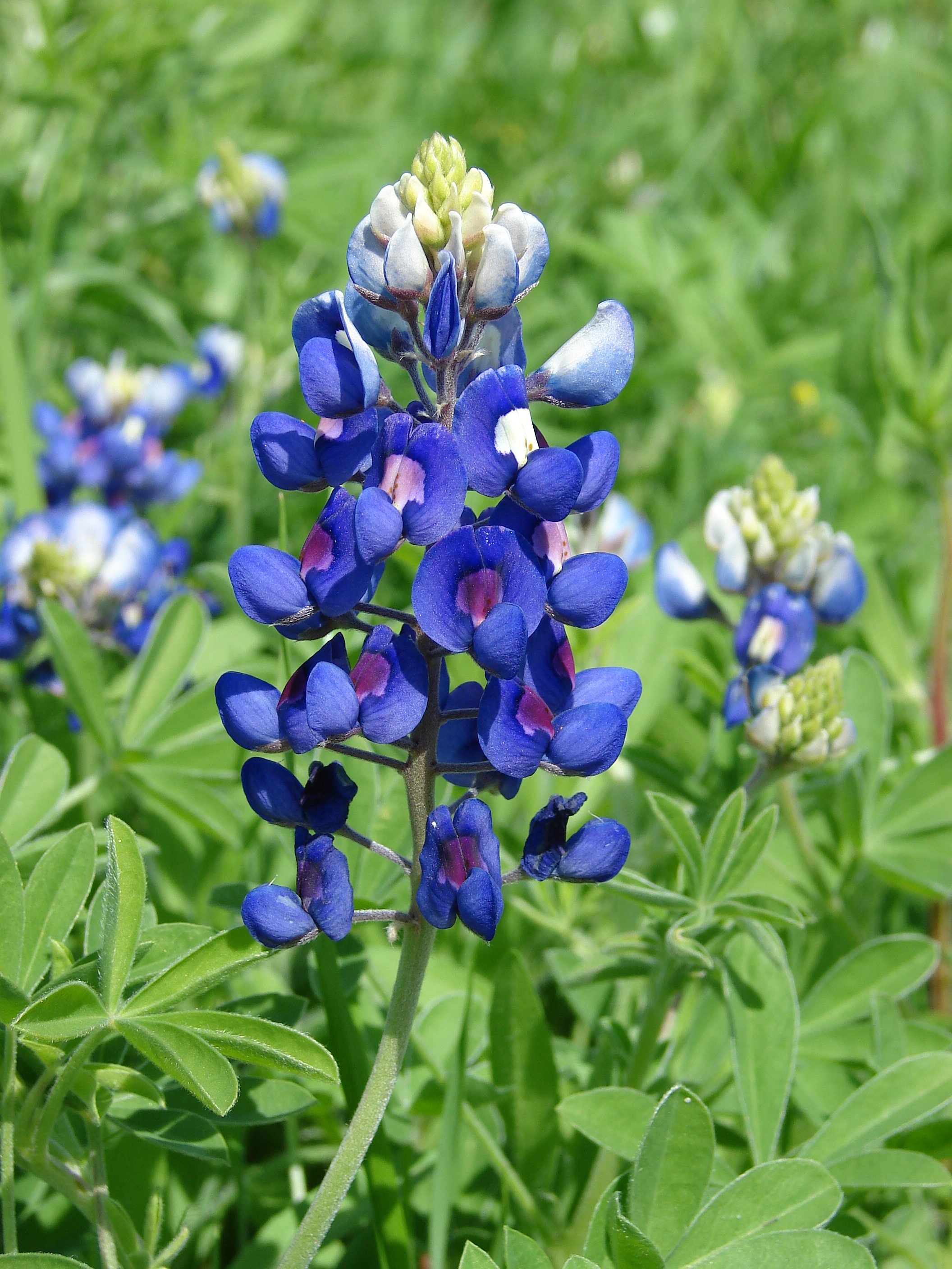 Lupinus Species, Texas Bluebonnet