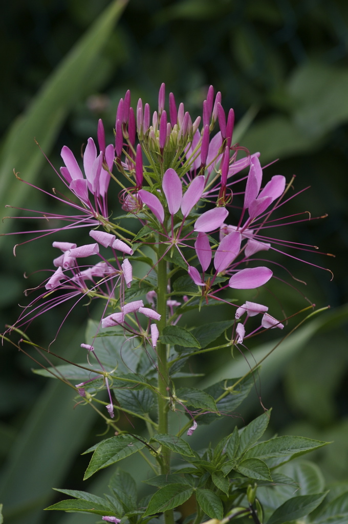 Cleome, Spider Flower, Spider Legs, Grandfathers Whiskers Rose Queen