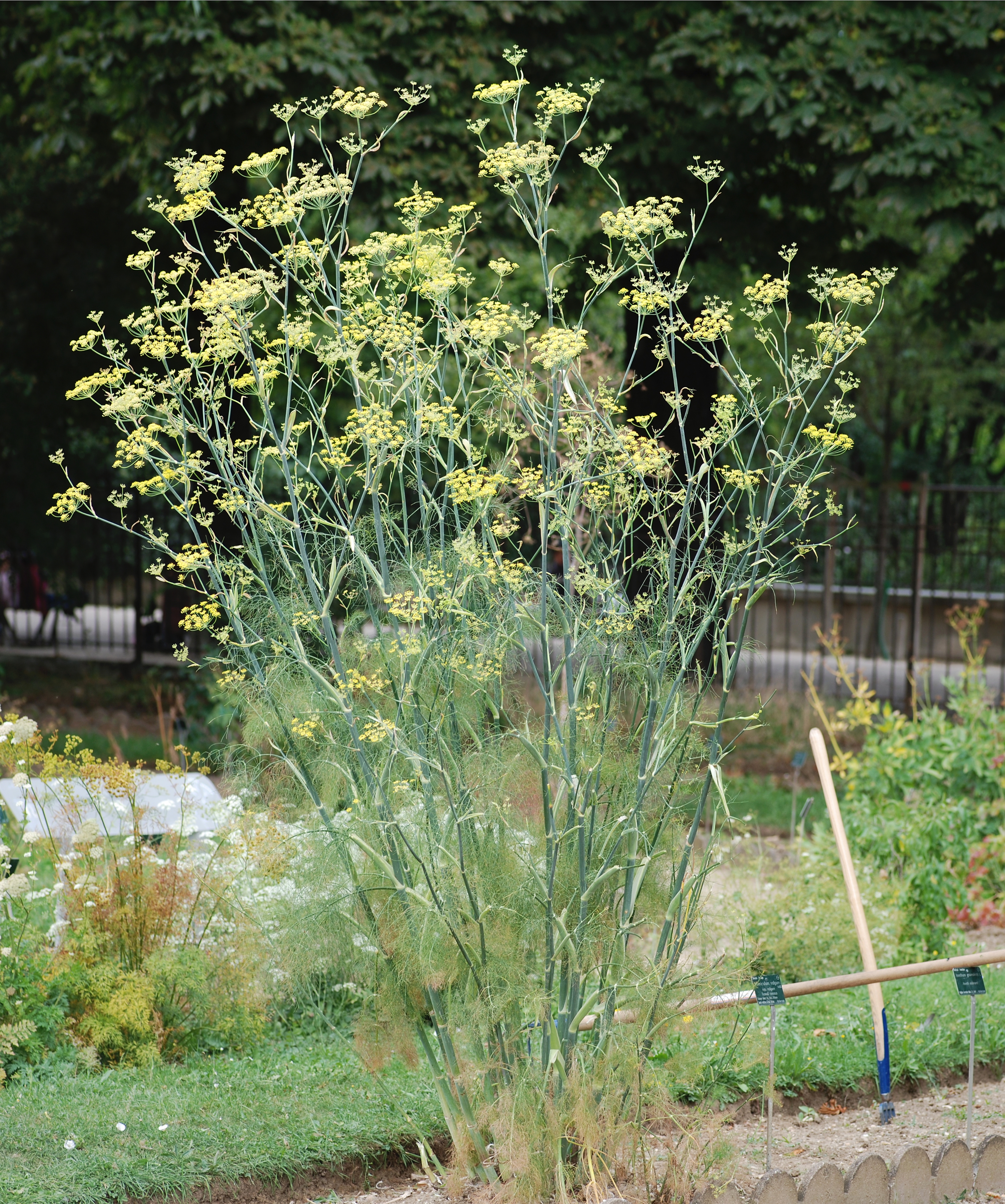 Foeniculum Species, Common Fennel, Bronze Fennel