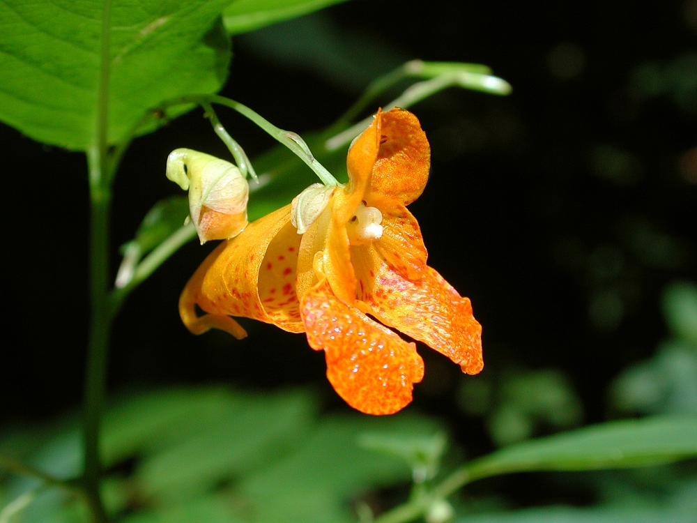 Impatiens Species, Orange Jewelweed, Spotted Jewel Weed, Touch-Me-Not