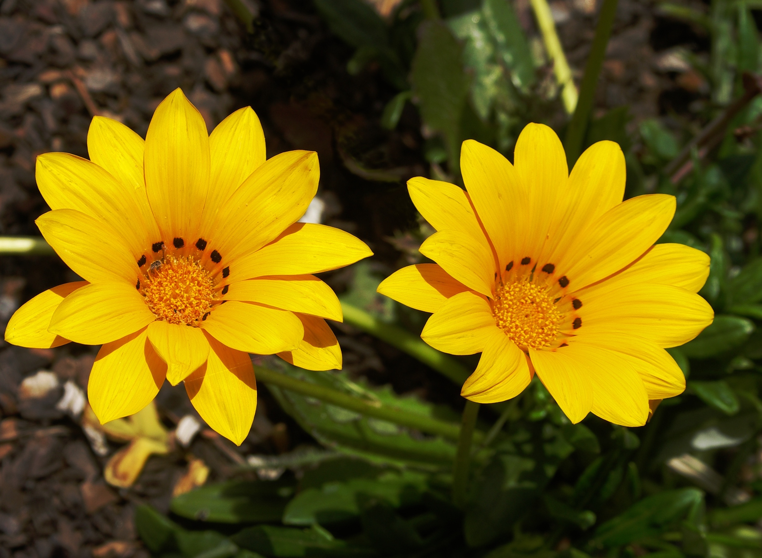 Gazania, Treasure Flower Mixed Hybrids, Noids