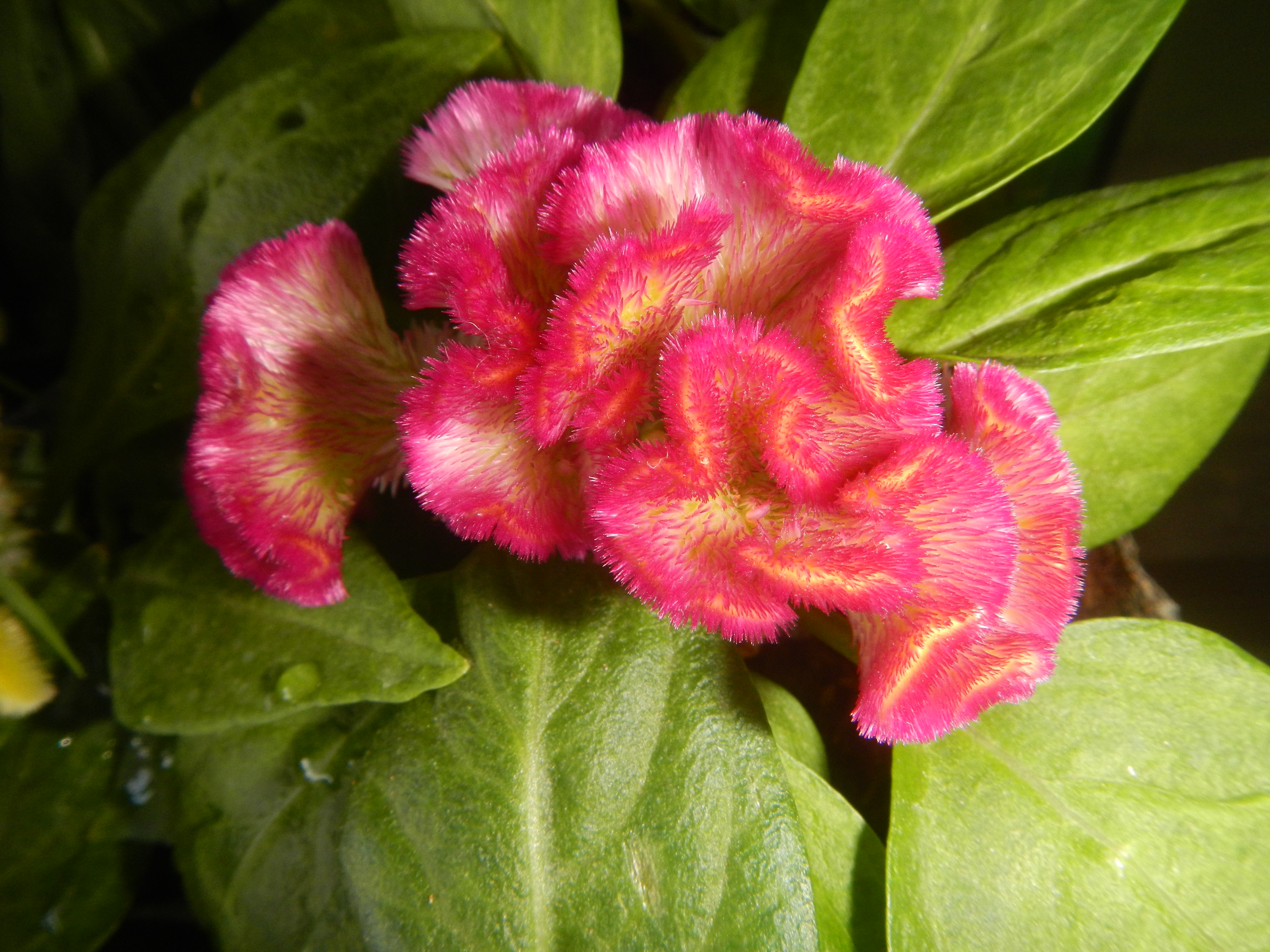 Celosia, Cockscomb