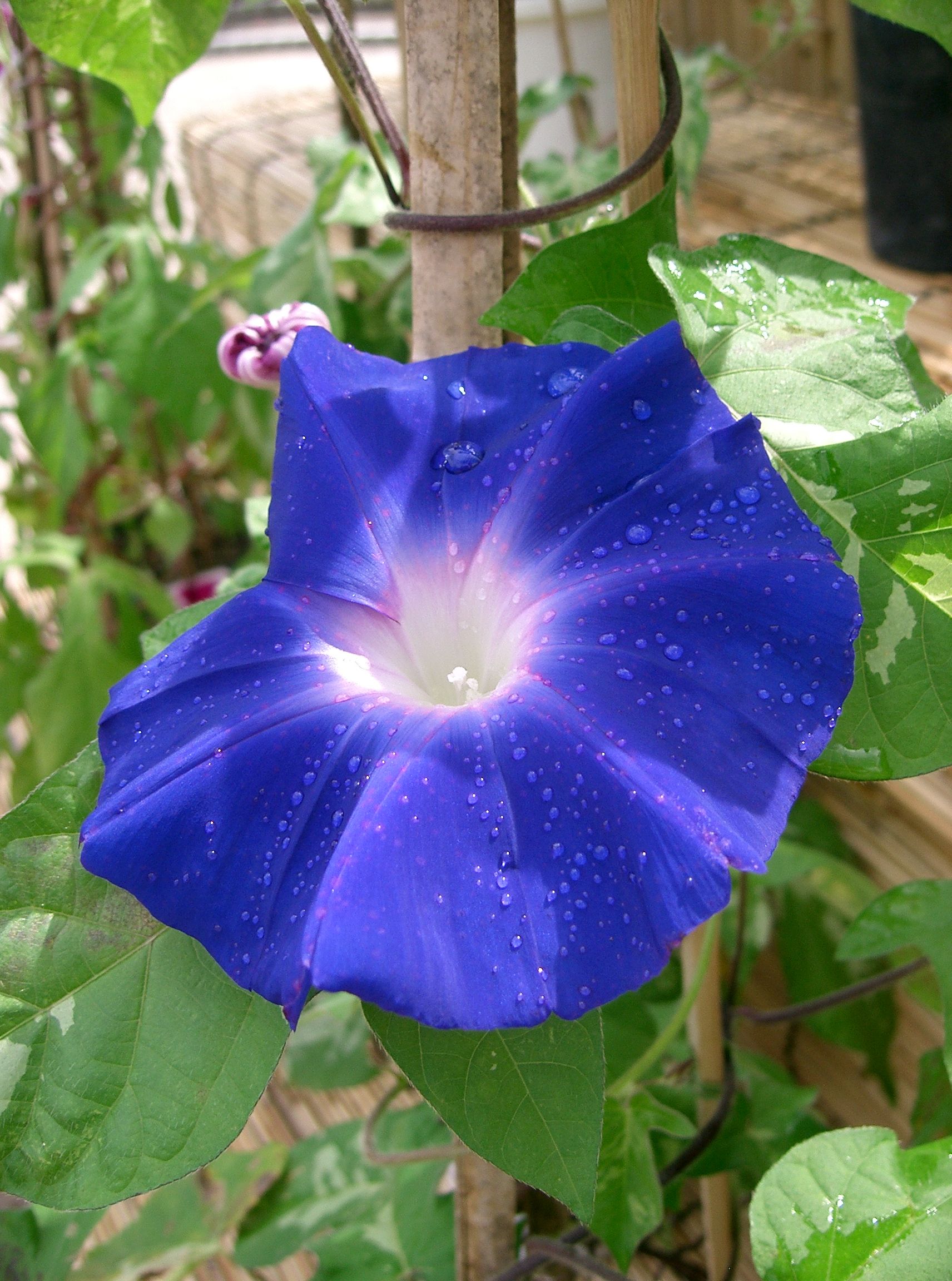 Japanese Morning Glory Scarlett OHara