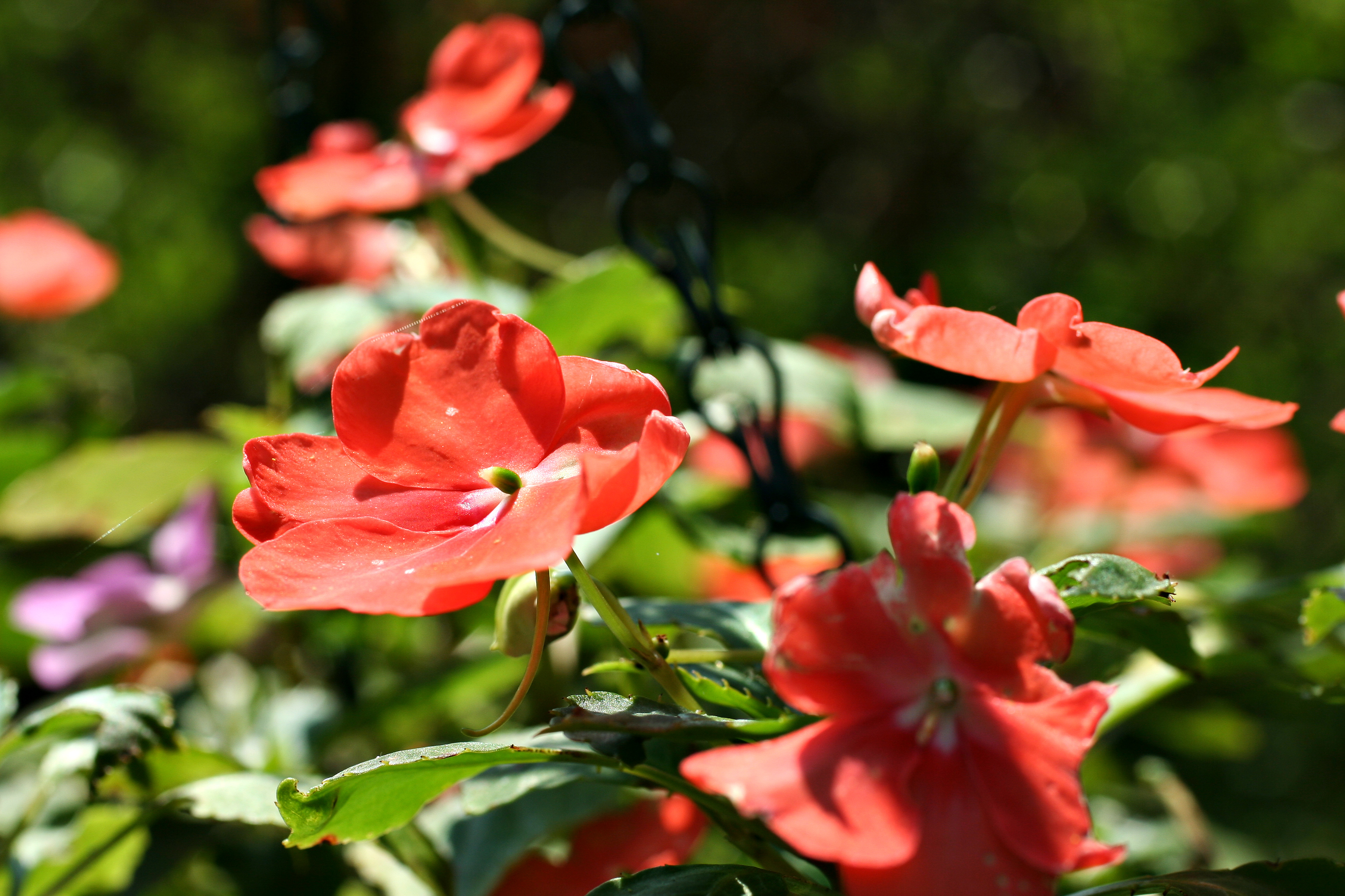 Impatiens Species, Busy Lizzy