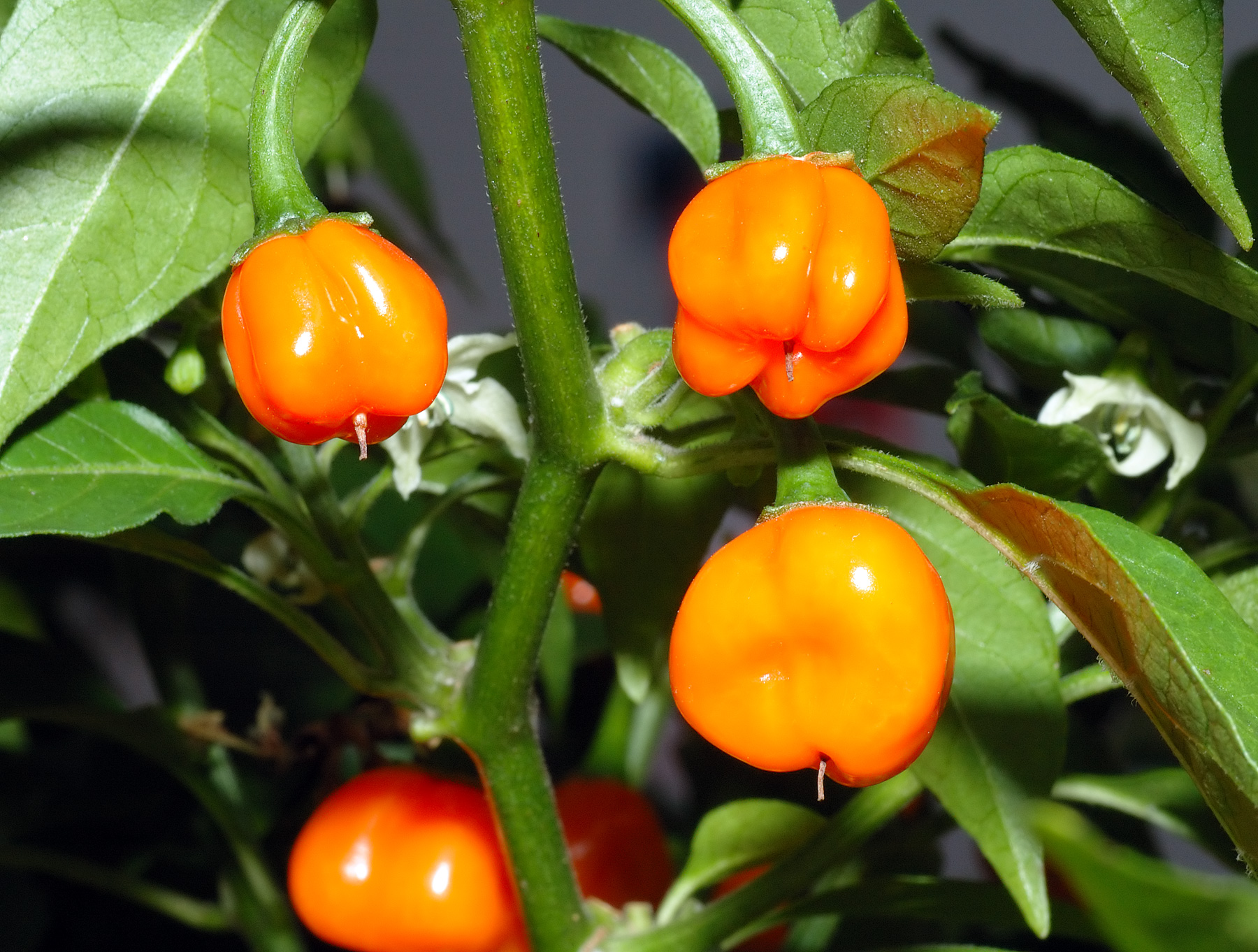 Hot Pepper Habanero