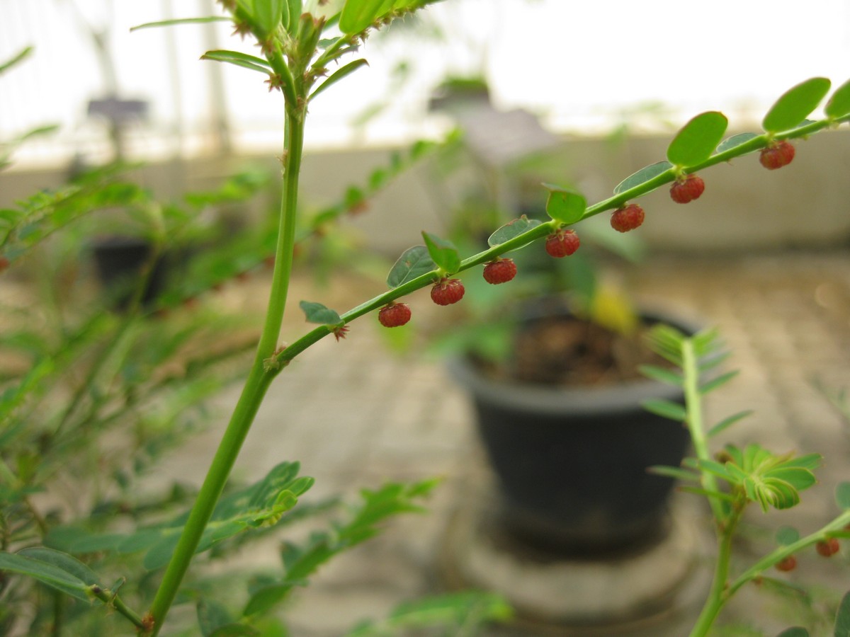Phyllanthus Species, Chamber Bitter, Leafflower, Shatterstone, Stone-Breaker Herb