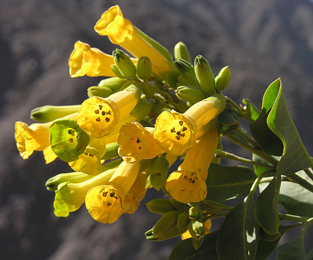 Nicotiana Species, Blue-Green Tobacco, Tree Tobacco