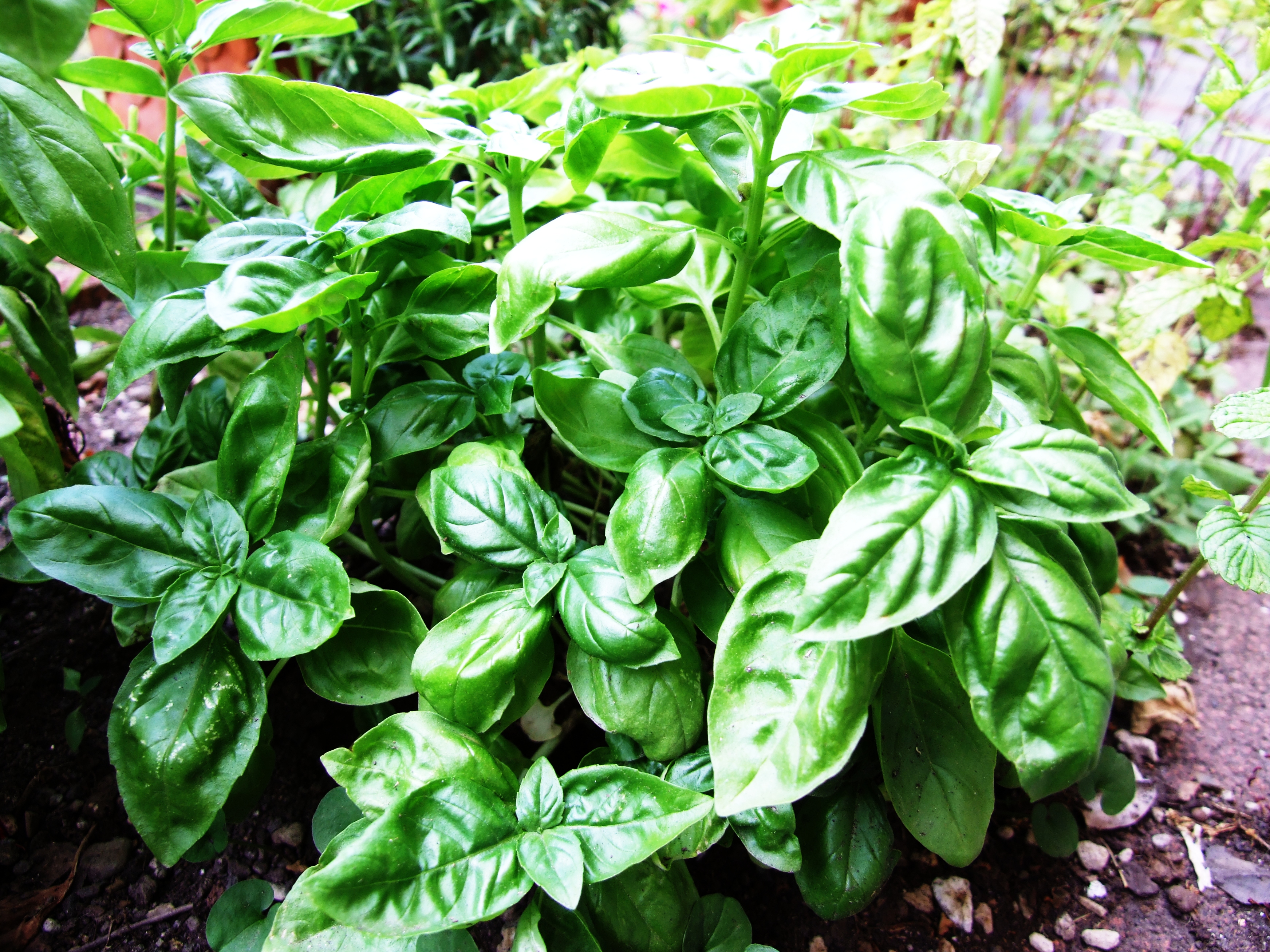 Ocimum Species, Common Basil, Sweet Basil