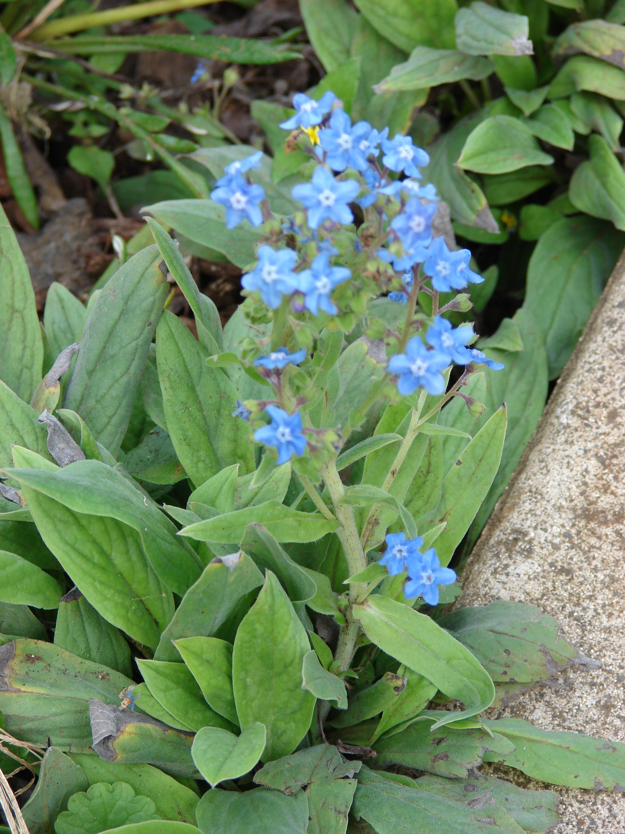 Chinese Forget-Me-Not