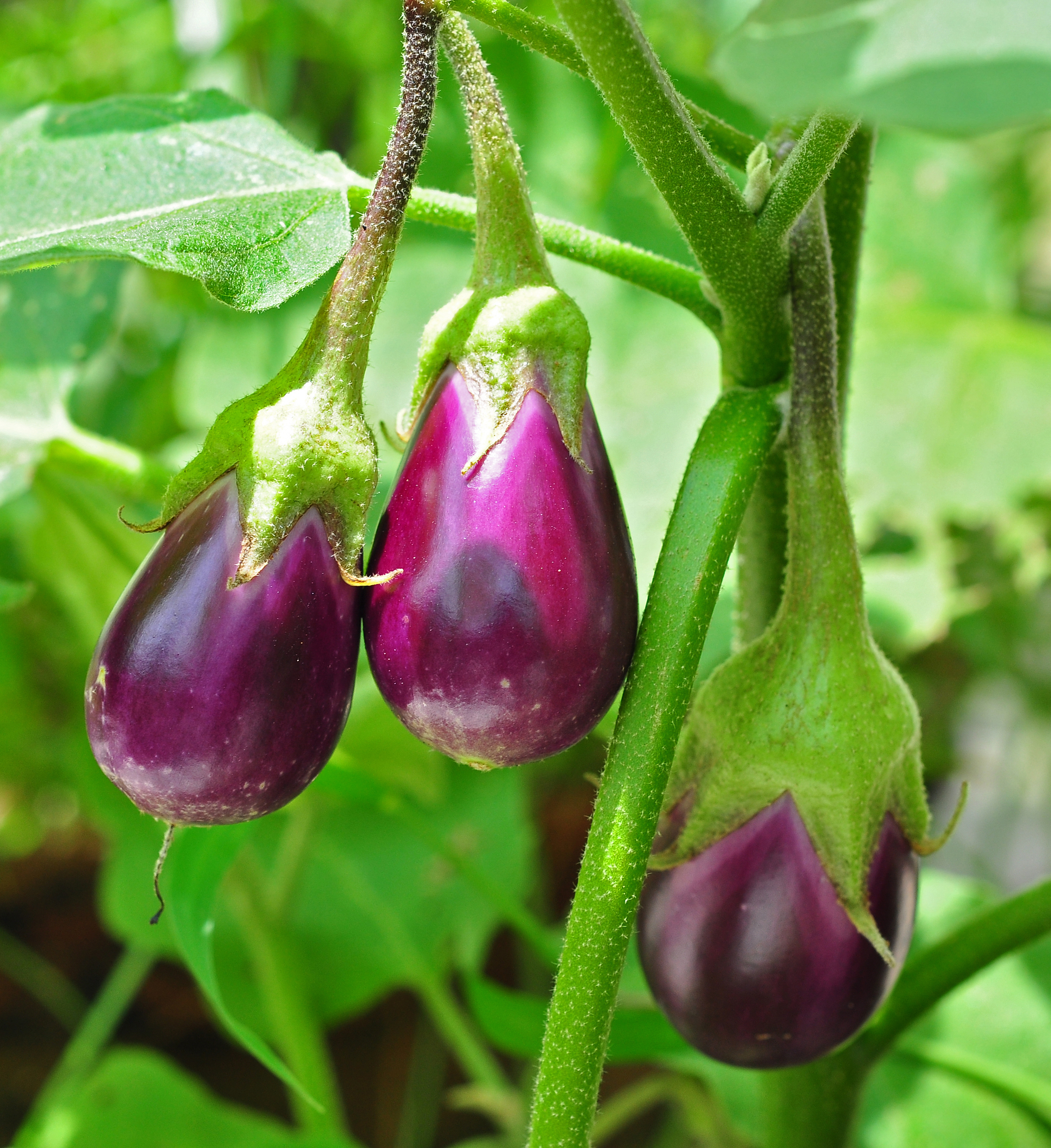 Solanum Species, Easter Egg Plant, Ornamental Eggplant