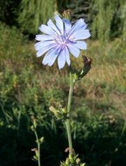 Cichorium Species, Chicory, Italian Dandelion, Radicchio, Succory, Witloof